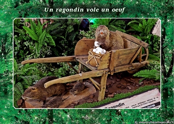 Exposition La Forêt Enchantée (64) Ragondin